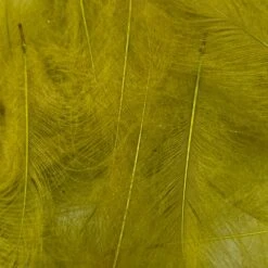 Swiss CDC Super Select Grade -Fishing Equipment Store IMG 6410