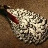 Lady Amherst Pheasant Complete Neck 1 Lady Amherst Pheasant Complete Neck -Fishing Equipment Store LadyAmherstcompleteneck