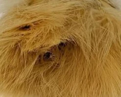 1oz Master Pack: Fish Hunter Premium Strung Marabou -Fishing Equipment Store Marabou Burnished Golden Tan